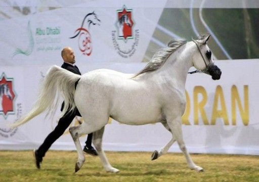 انطلاق كأس الإمارات العالمي لجمال الخيل العربية