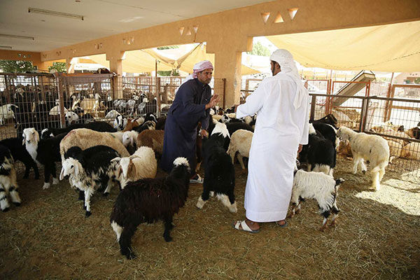 «الإفتاء»:لا حرج على المضحي في قص الأظافر والشعر